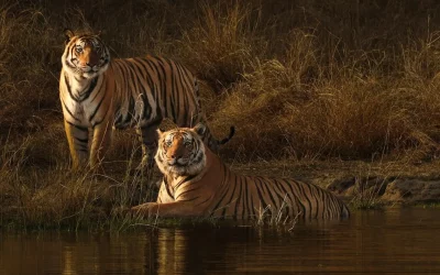 Top Tiger Reserves for Tiger Sighting in India