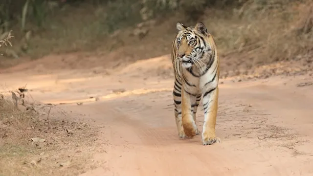 Banadhvagarh National Park