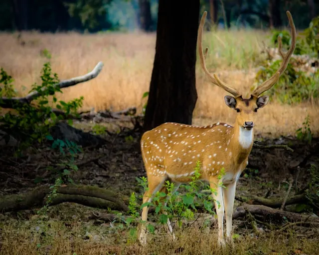 Kanha National Park