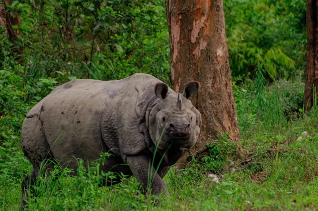 Kaziranga National Park