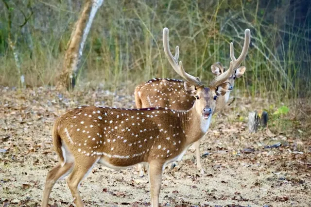 Nagarhole National Park