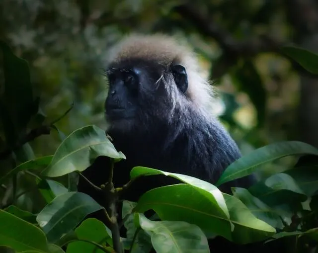 Periyar National Park