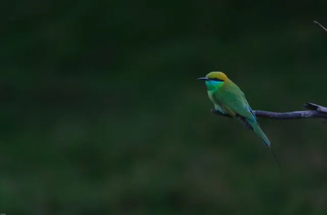 Satpura National Park