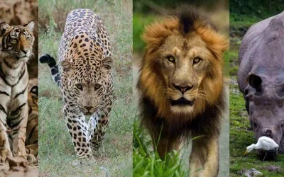 Top Five Safari Packages in India
