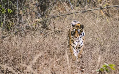 Top Tiger Safari Parks in India During the Summer Season
