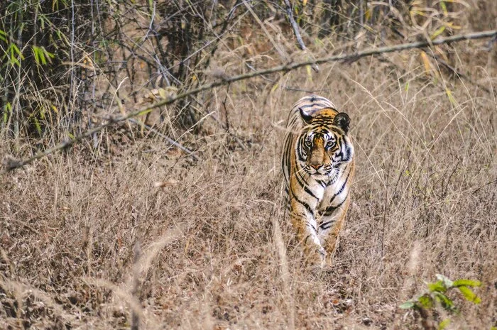 top tiger safari parks in summer in india