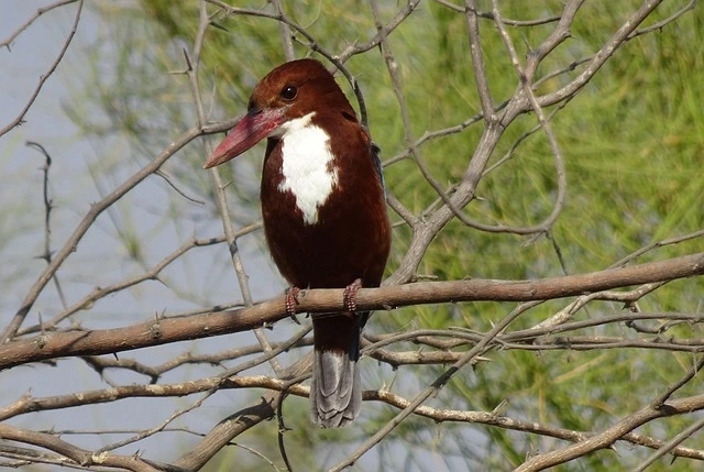 White breasted kingfisher in Khijadia bird sanctuary