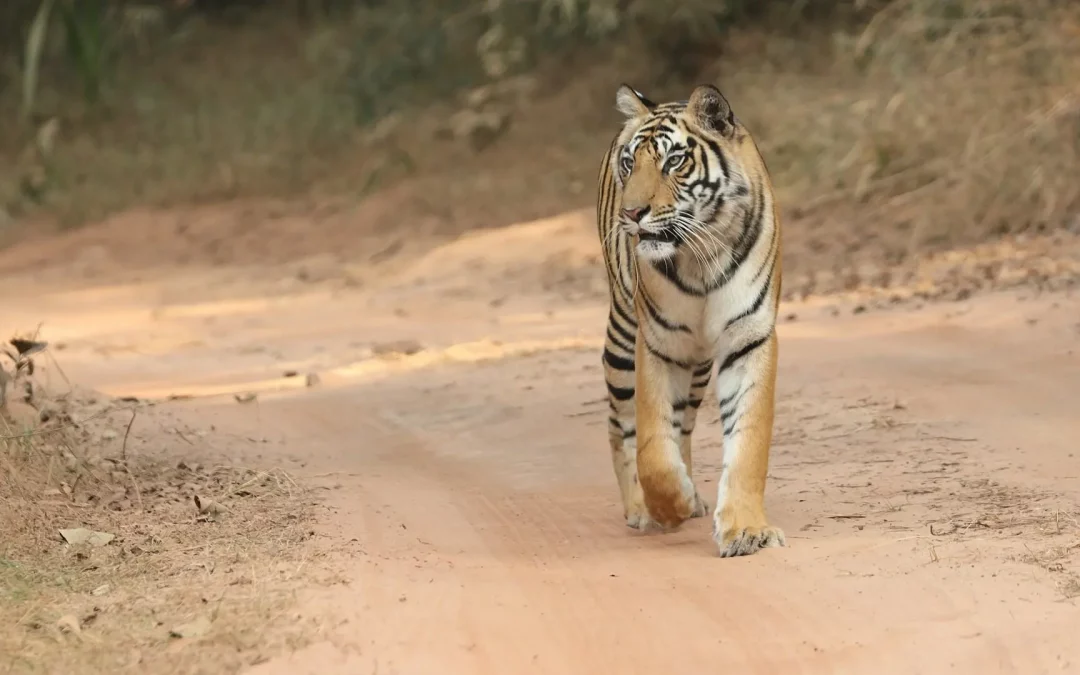 In Pursuit of Tigers: Your Complete Safari Adventure