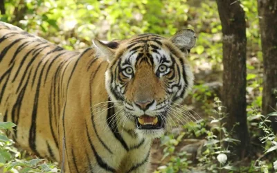 Beyond the Ordinary: Luxury Tiger Safari Experiences