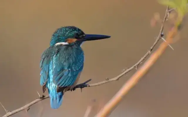 Nagzira Birds