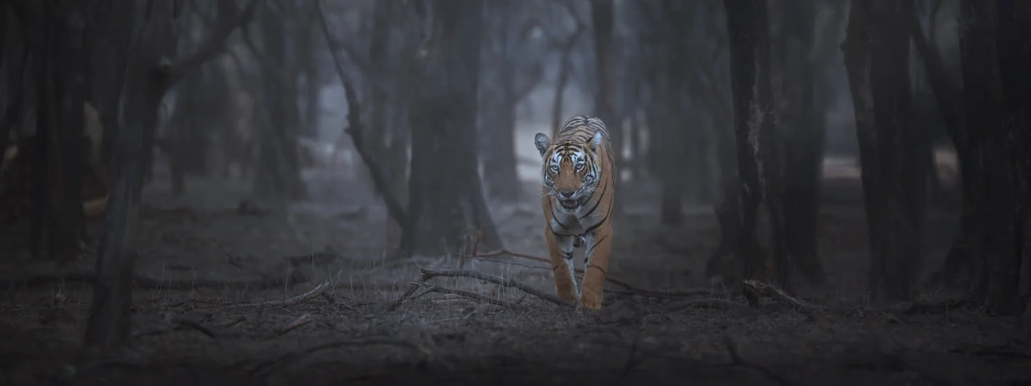 Nagzira Night Safari