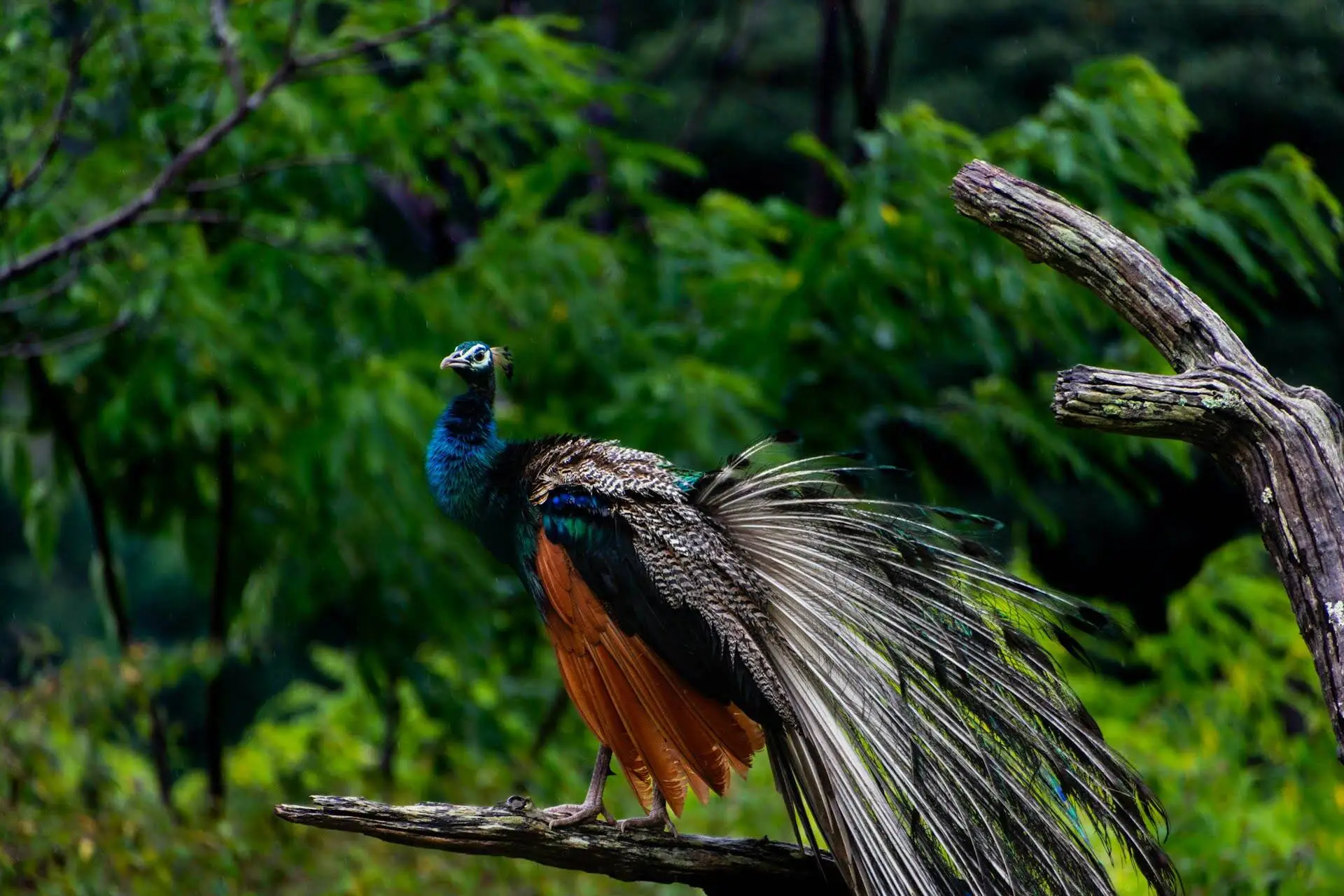 tiger safaris during monsoon season