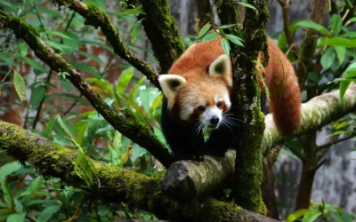 Red Panda Expedition in India