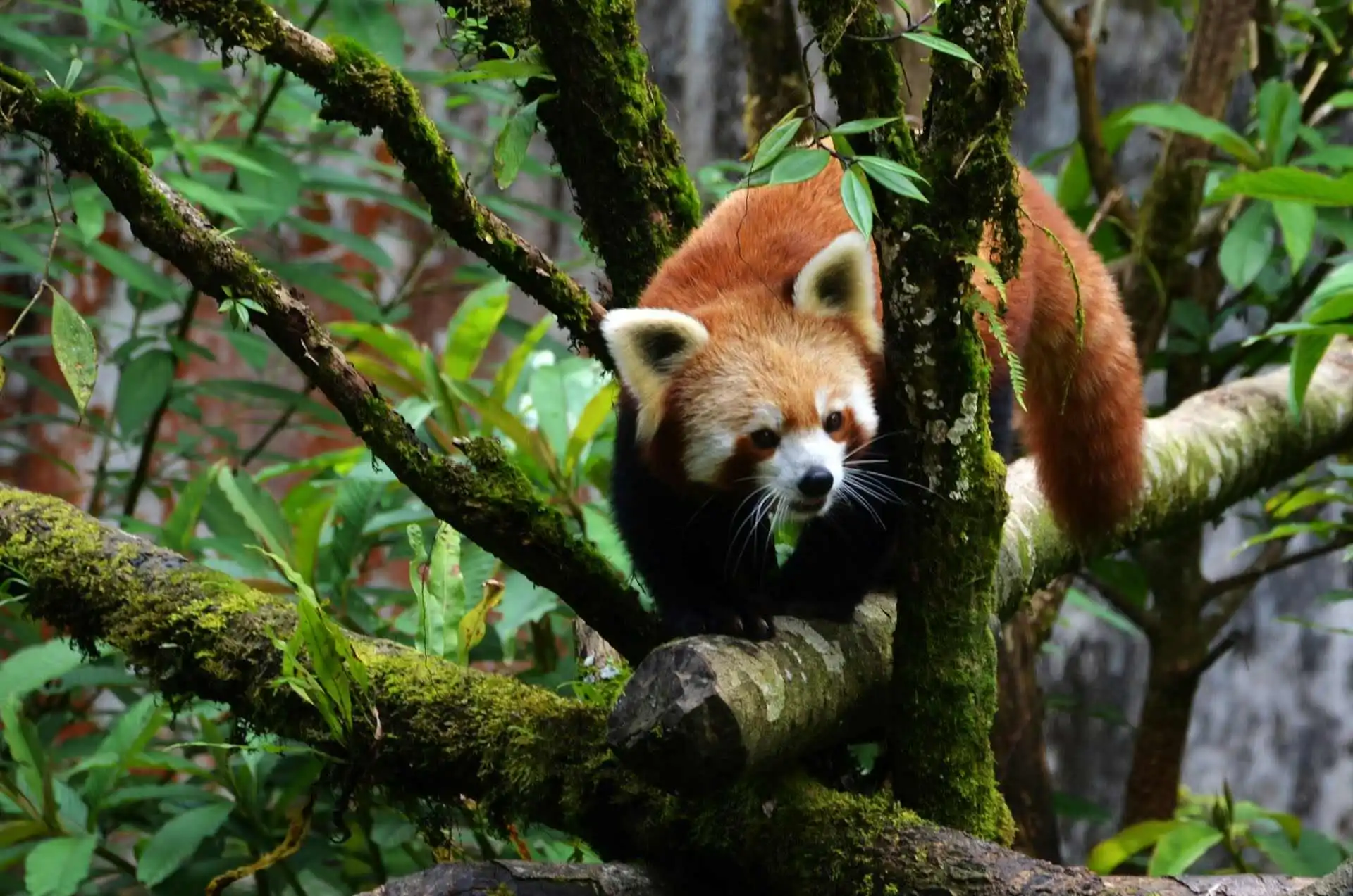 Red Panda Expedition in India