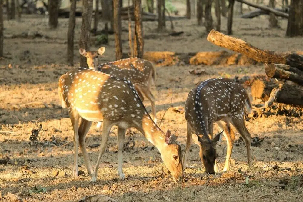 history of Satpura tiger reserve