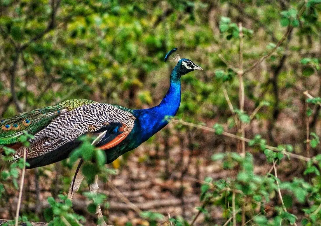 history of Satpura tiger reserve