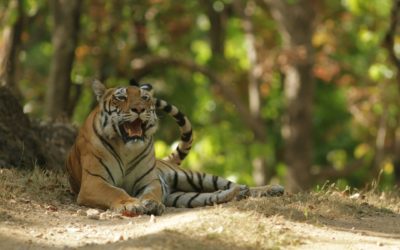 Top Tiger Reserves in India for Photography