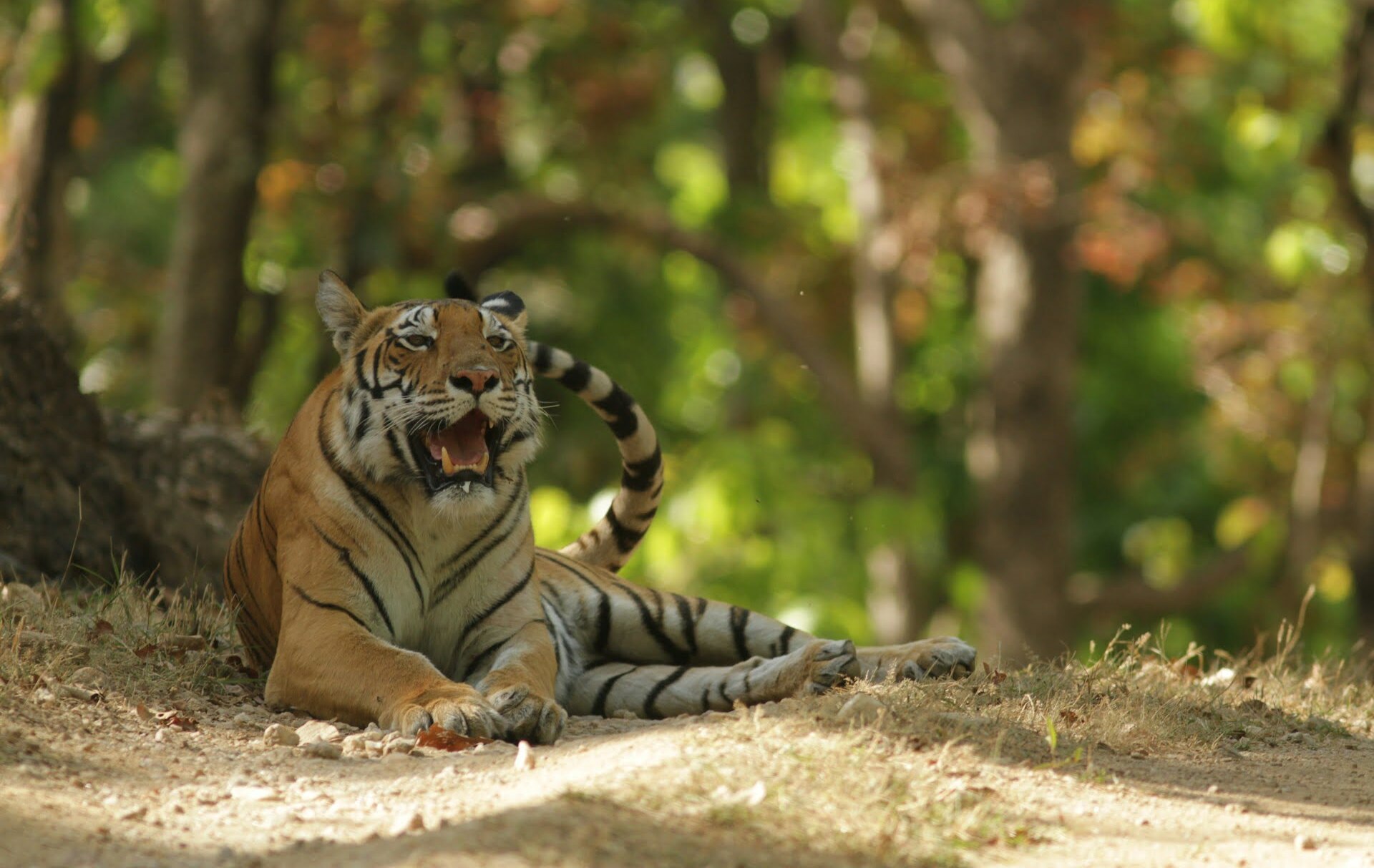 Top tiger reserves for photography in india