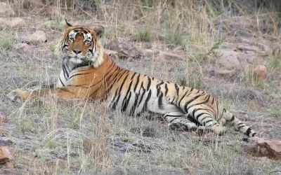 Top Tiger Safari during winter season in India