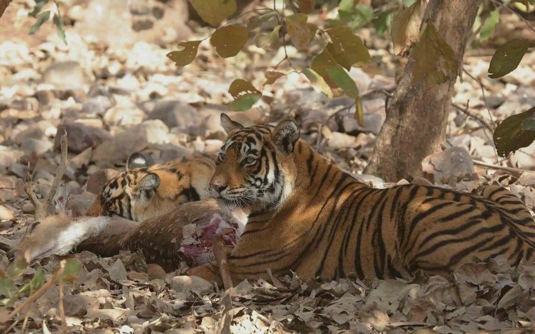 Tracking Tigers: Insider Tips for Safari Success