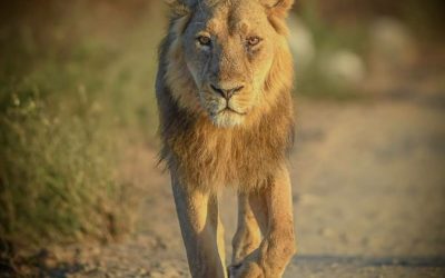 Gir National Park – Asiatic Lion’s last natural home