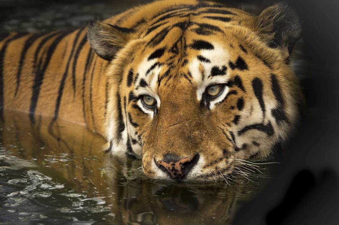 Satpura Tiger Reserve