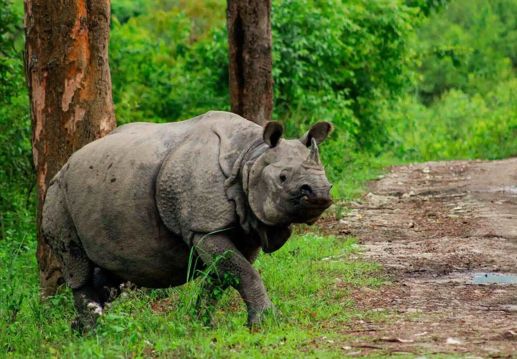 Single horned rhino in kaziranga