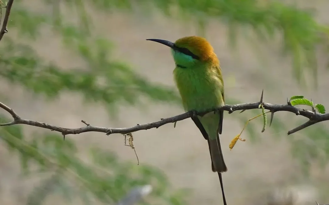 Bhigwan Bird Sanctuary