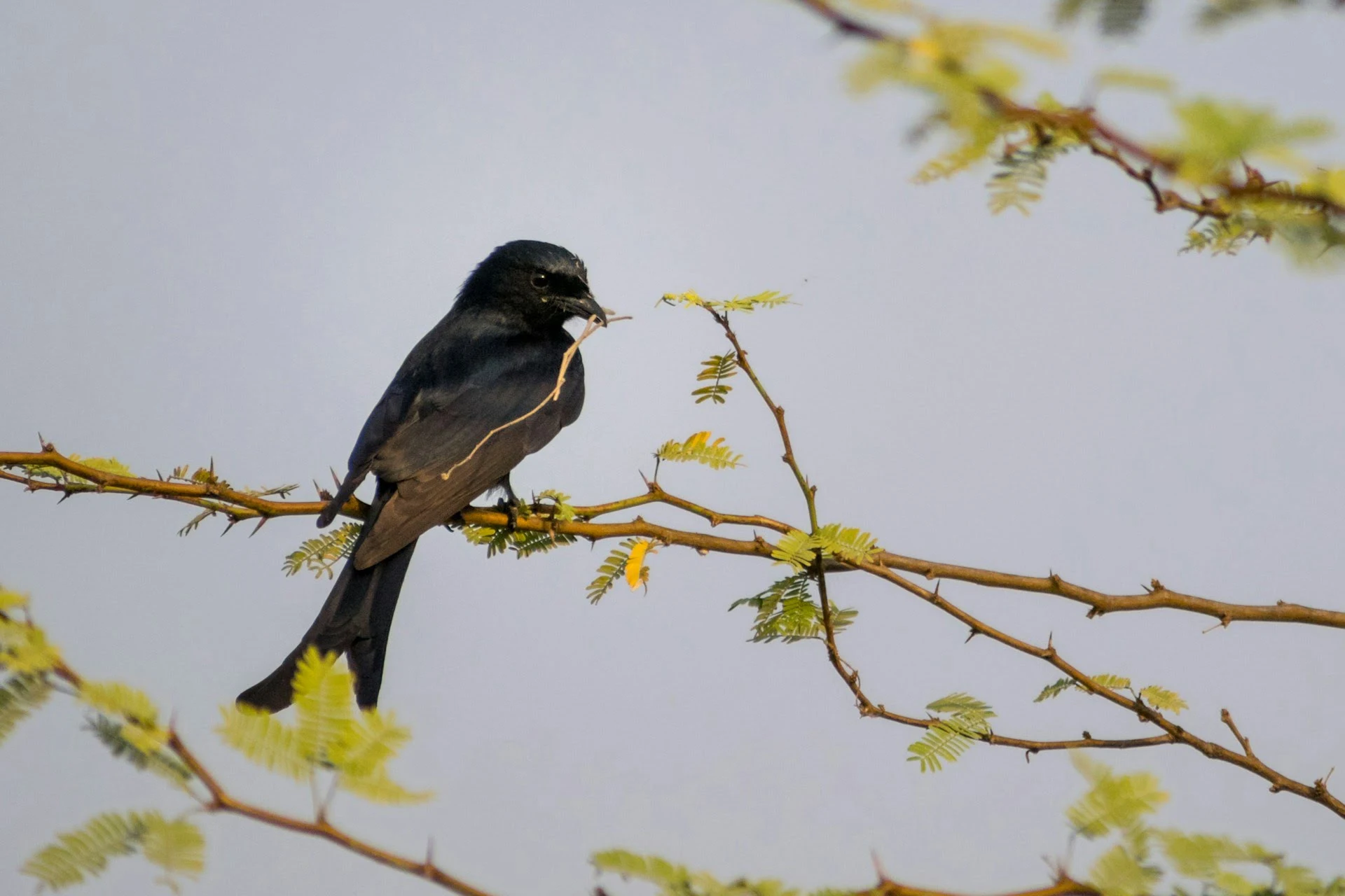 Black Drongo Bhigwan Bird Sanctuary