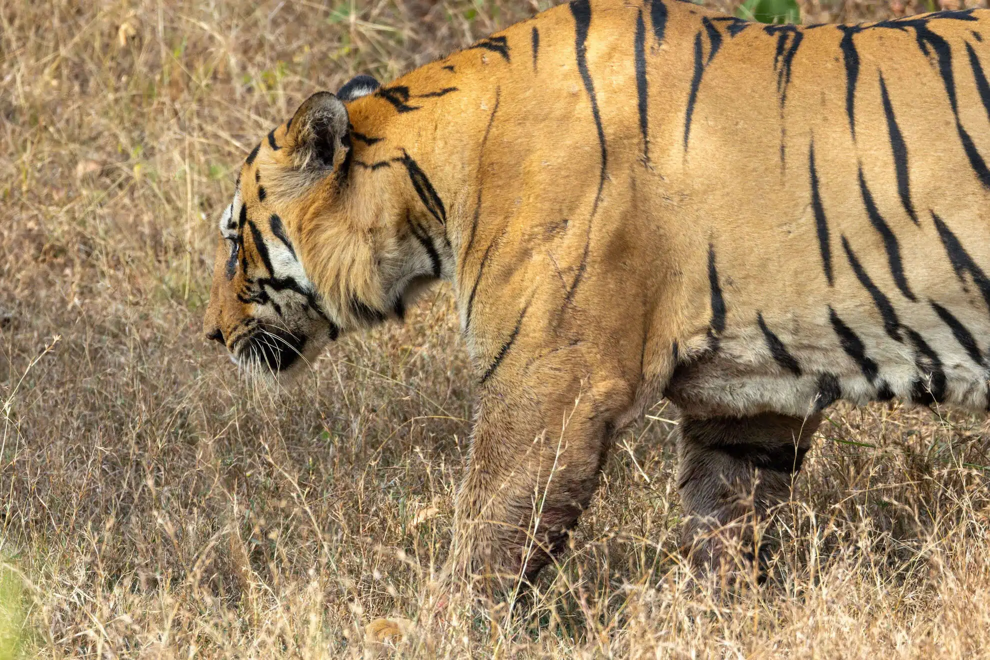 All About the Indian One-Horned Rhinoceros - Big Cats India ...