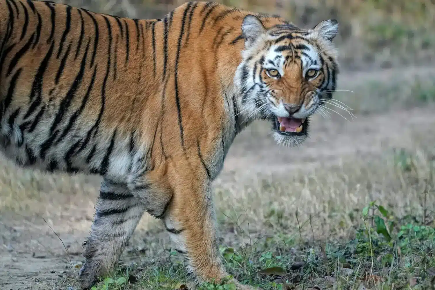 tiger in corbett tiger reserve