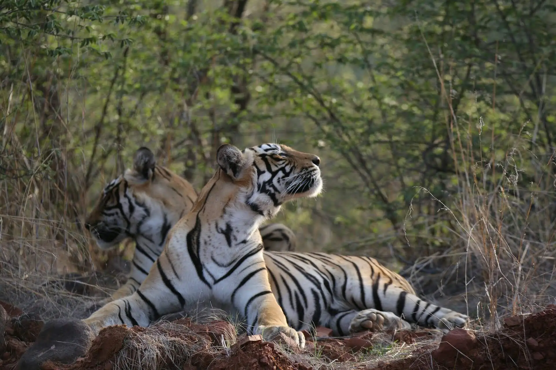 Tigers in Corbett tiger reserve on corbett - ranthambore tour