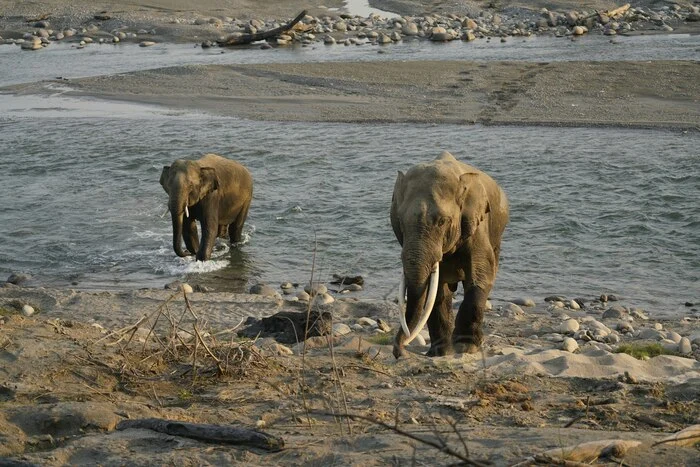 Elephants In India