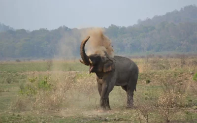 Elephants in India