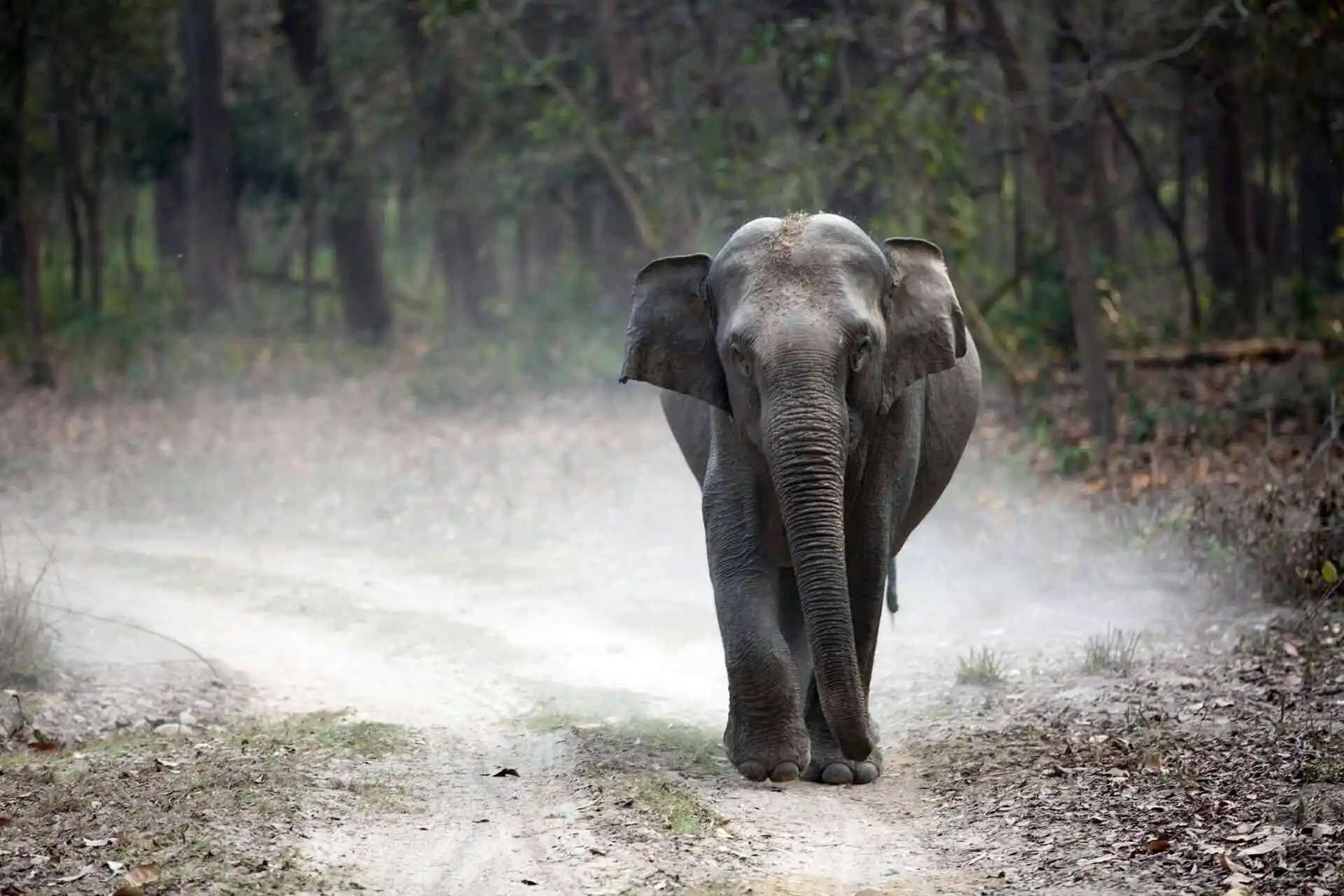 Elephant of corbett tiger reserve