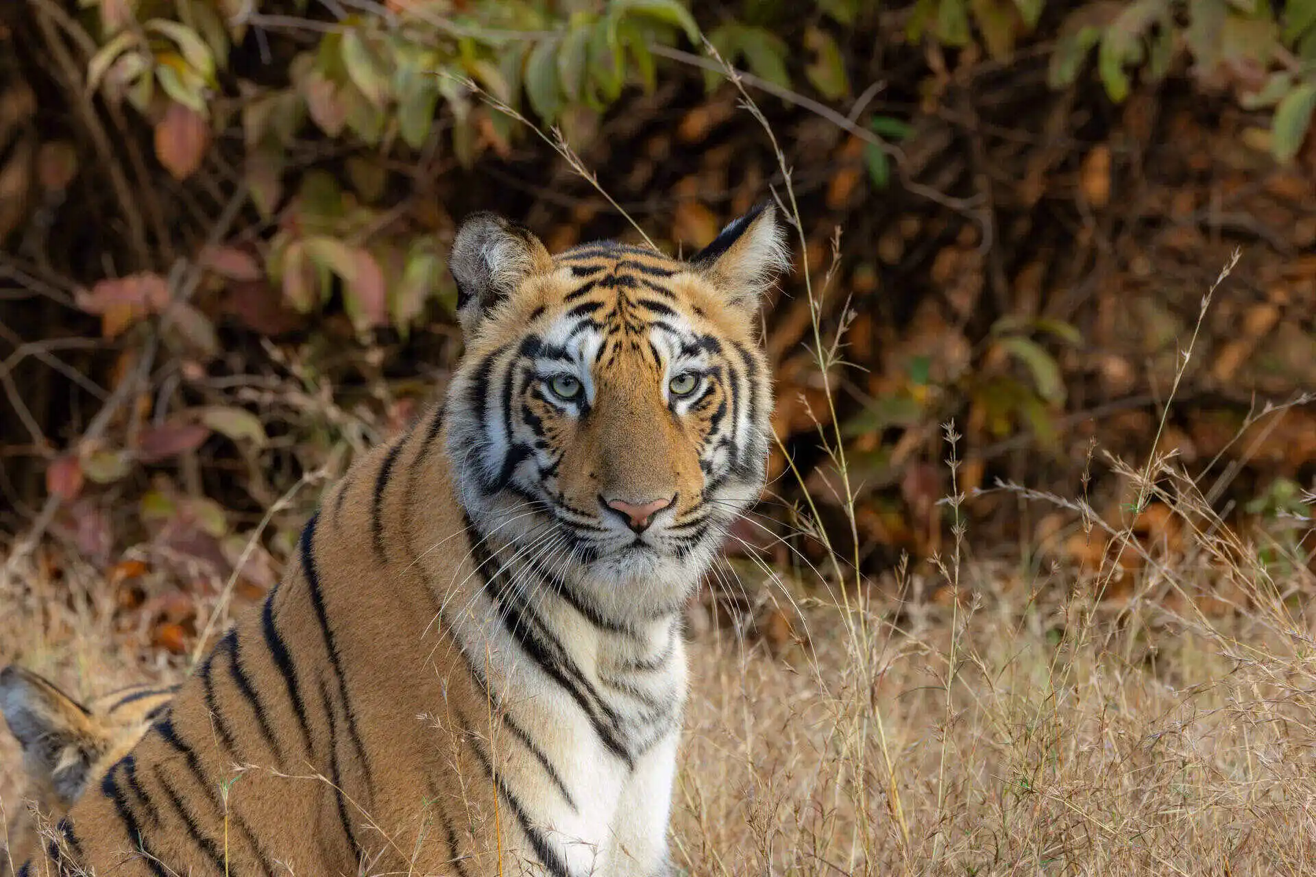 Kanha Bandhavgarh Tour