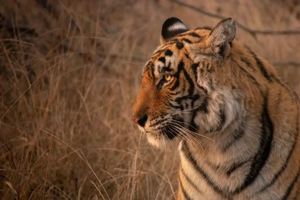 kanha pench ranthambore tour