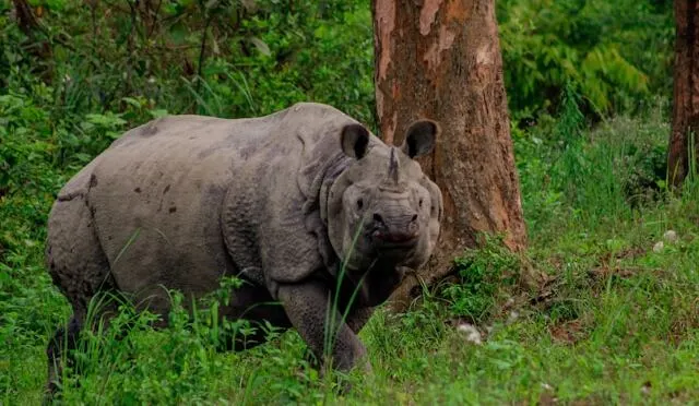 kaziranga mammals