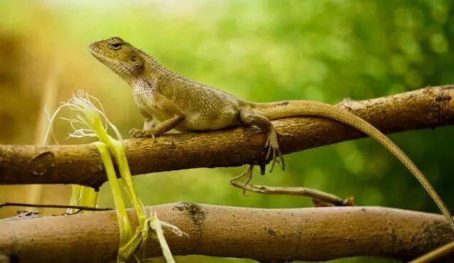 Kaziranga Reptiles