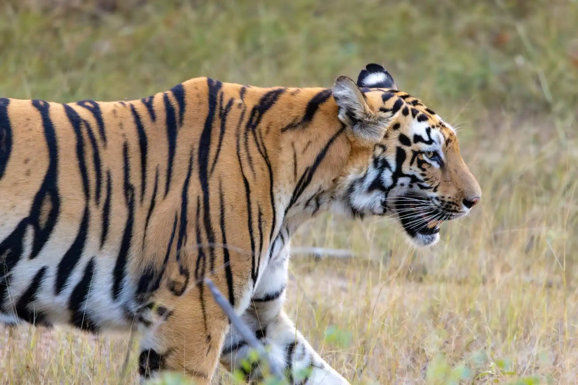 Bengal Tiger in kanha national park - kanha pench fixed departure tour