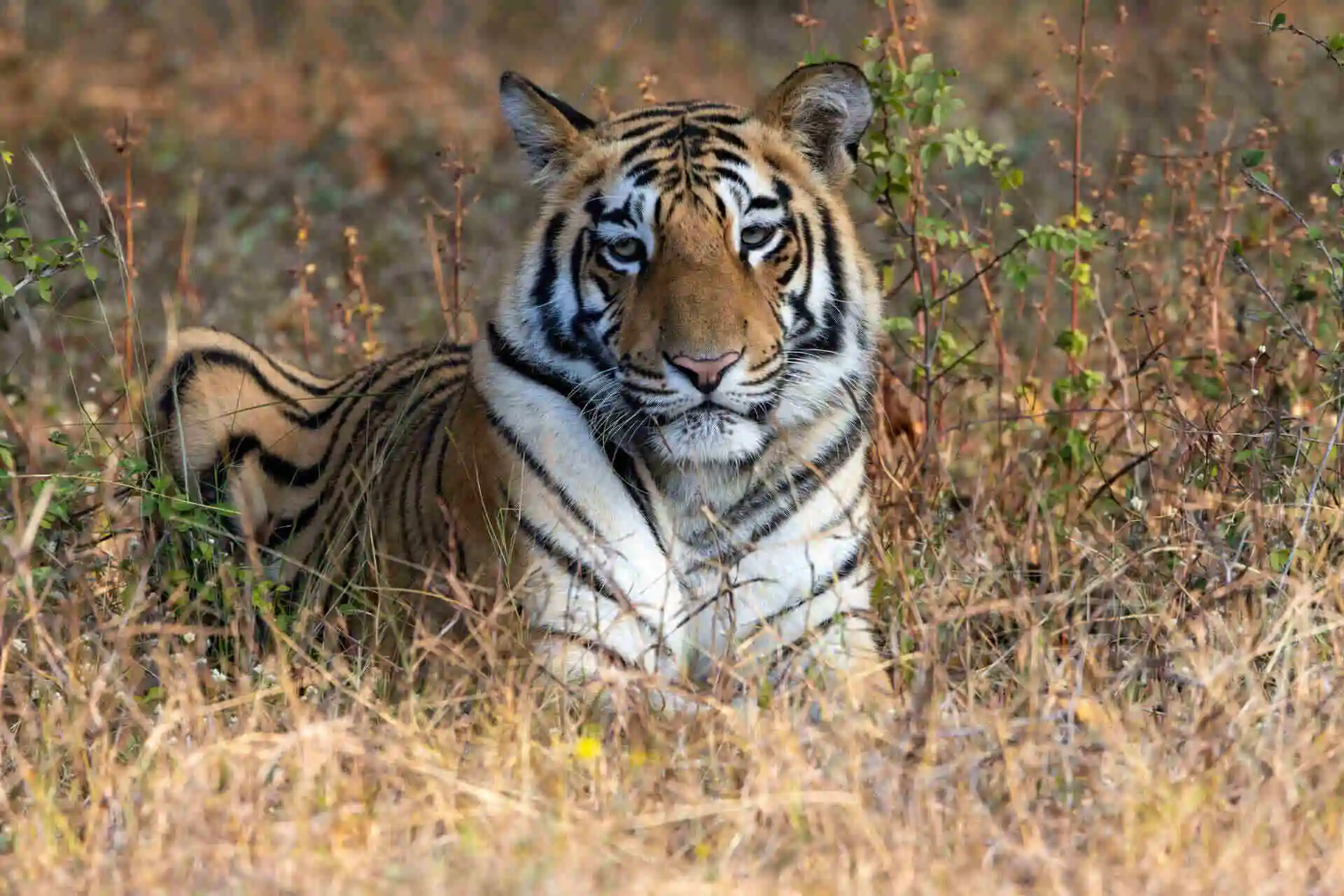 Tiger in tadoba tiger reserve