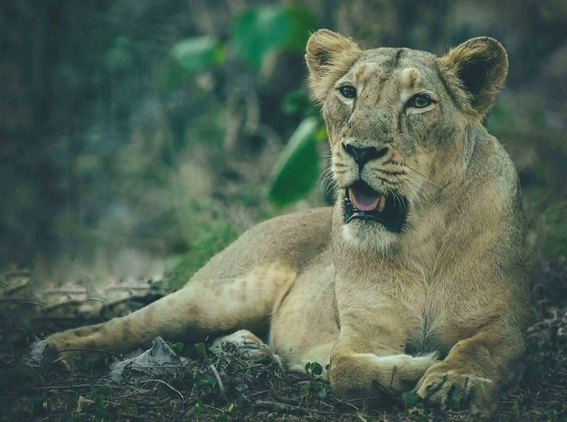 Asiatic Lion in Gir National PArk