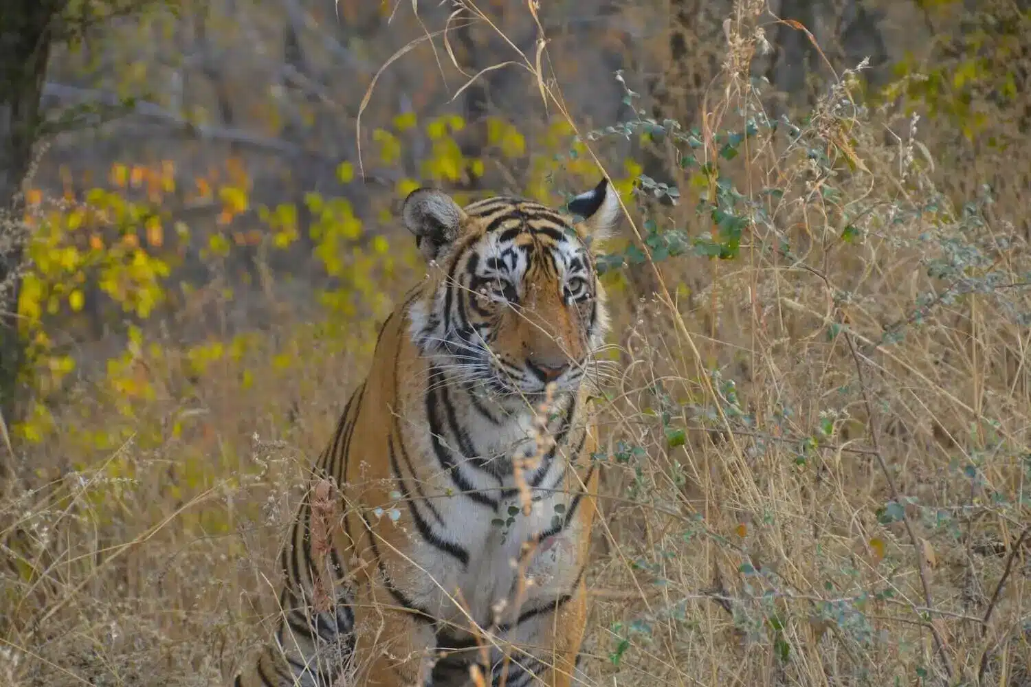 machali tigeress in Ranthambore tiger reserve