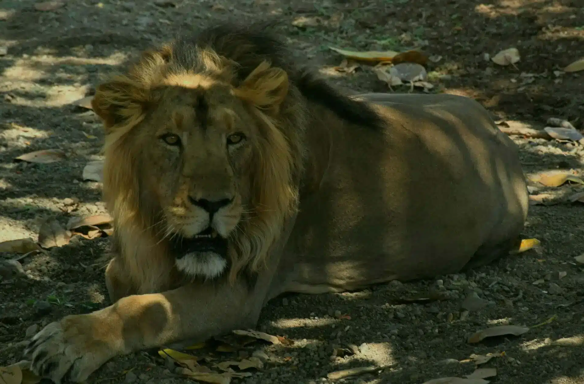 Asiatic Lion on Tadoba Pench Gir fixed departure tour