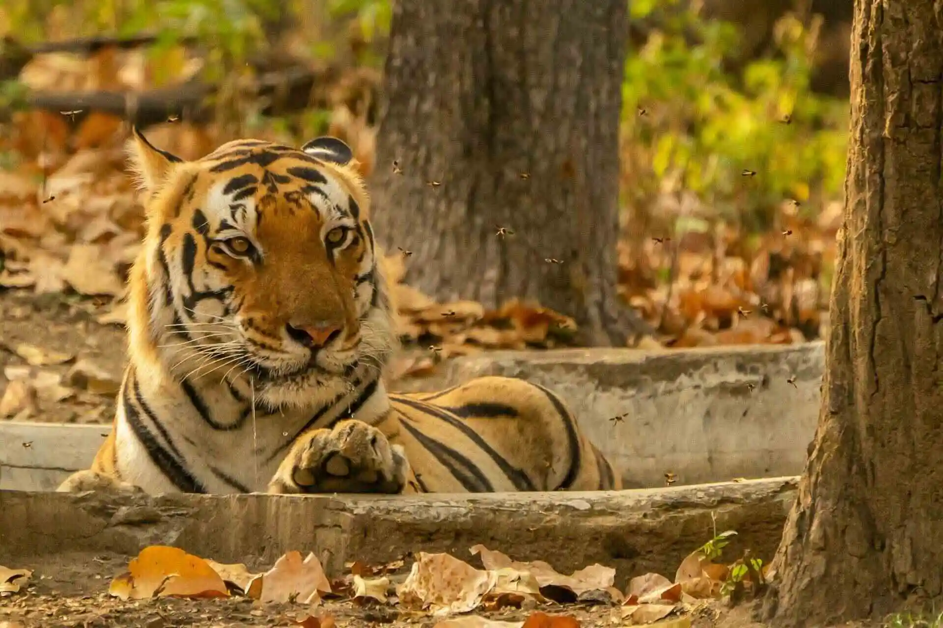 Bengal Tiger in Kanha Tiger Reserve