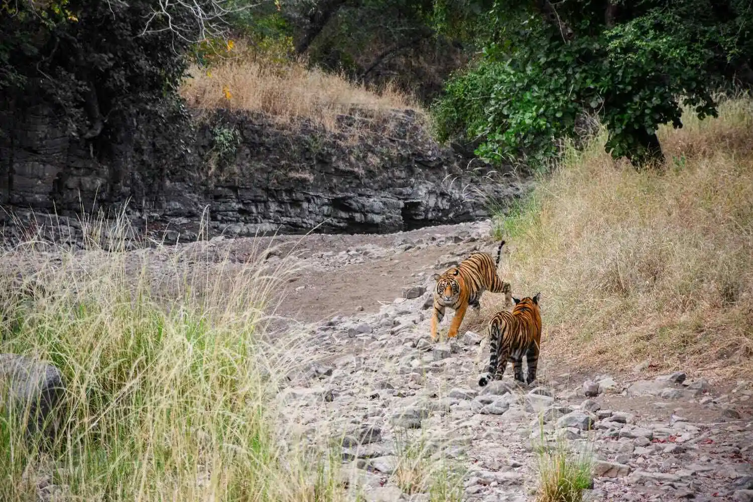 two bengal tigers in ranthambore