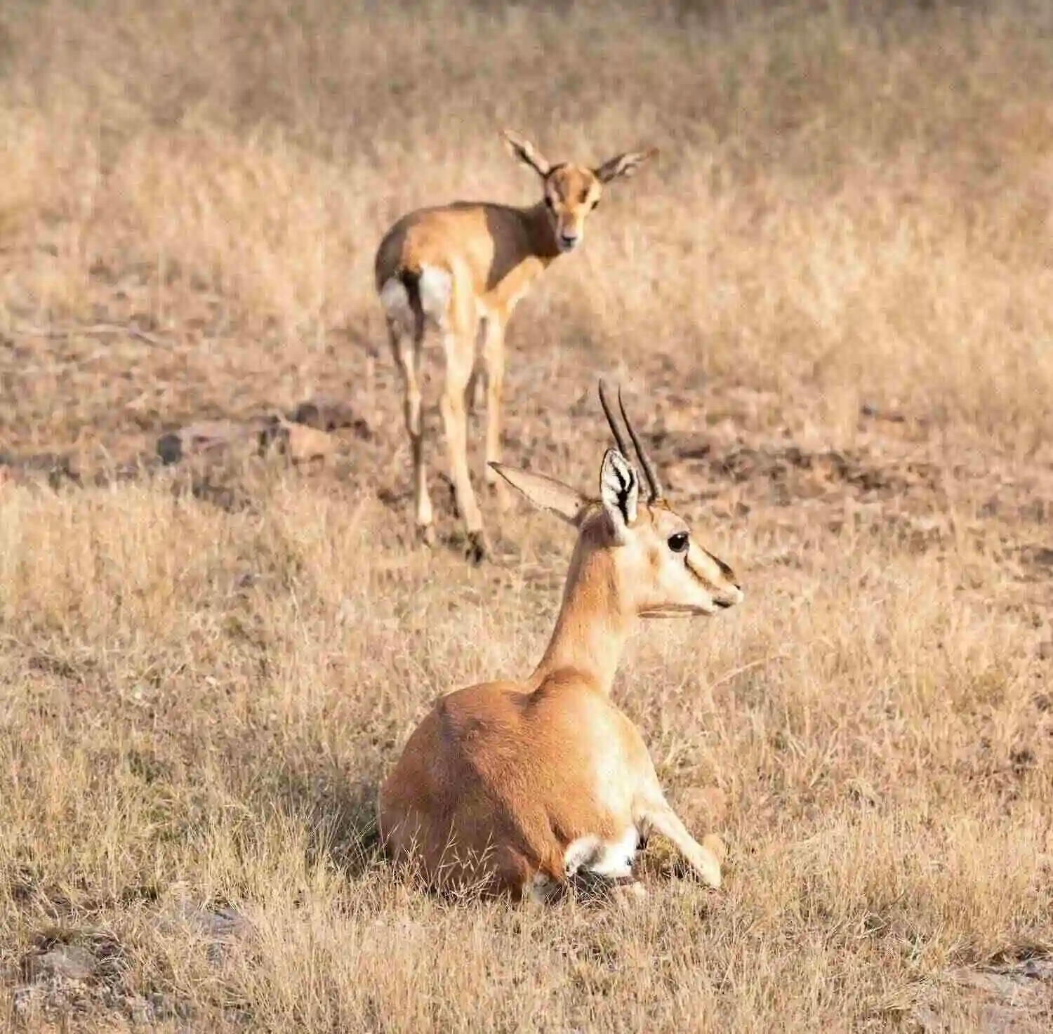 Antilope deer in Dholpur karauli tiger reserve