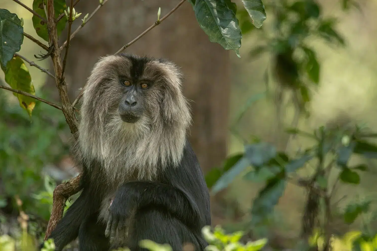 Lion Tailed Macaque India