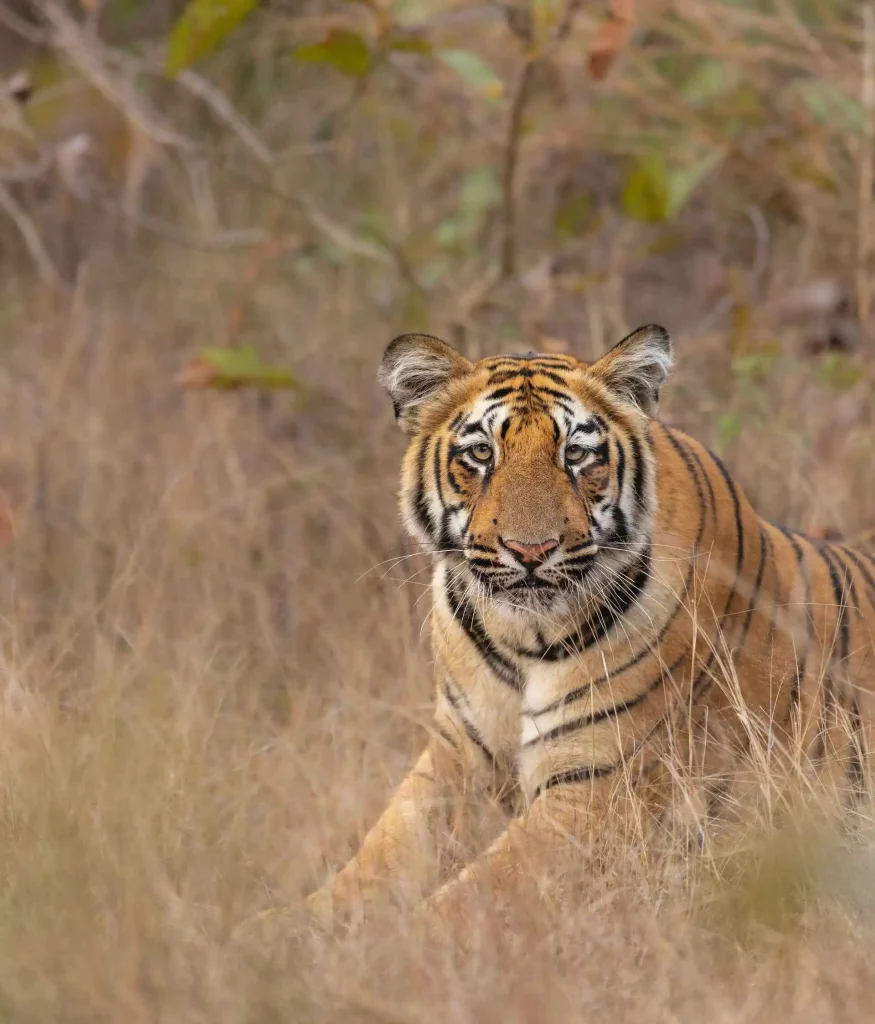 Nagzira National Park and Wildlife sanctuary