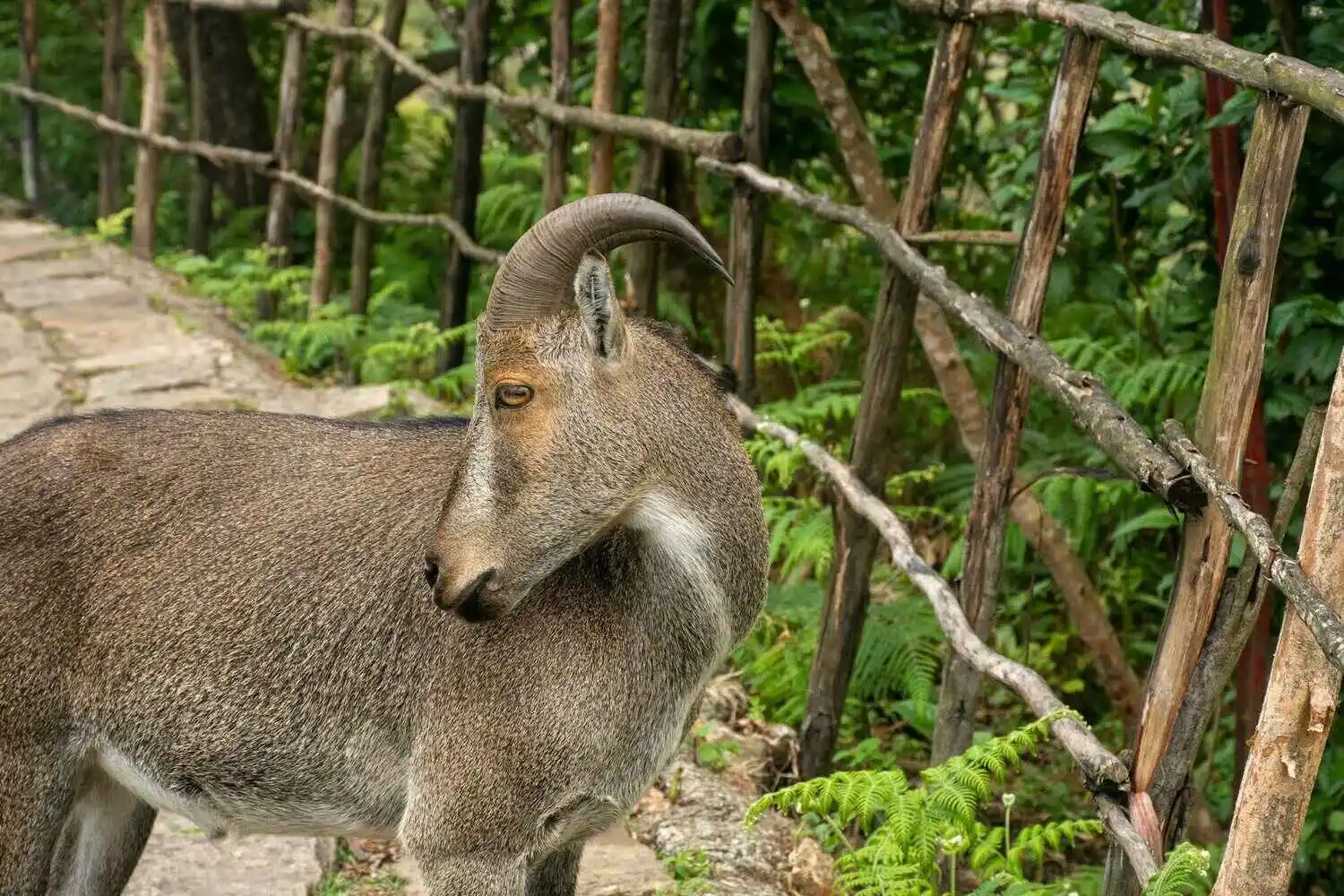 Nilgiri Tahr, Endangered wildlife species